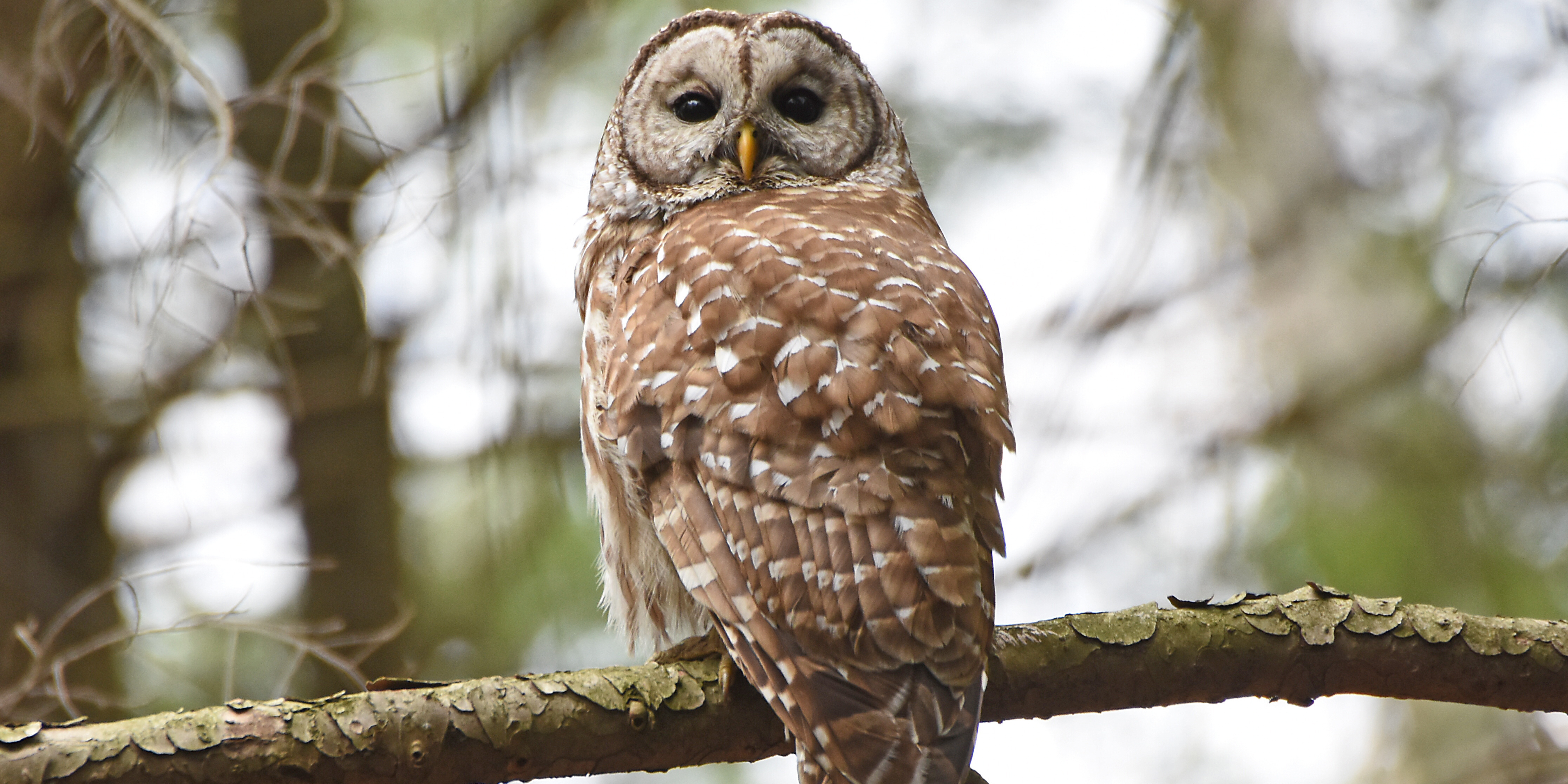 Owls | Game Commission | Commonwealth of Pennsylvania
